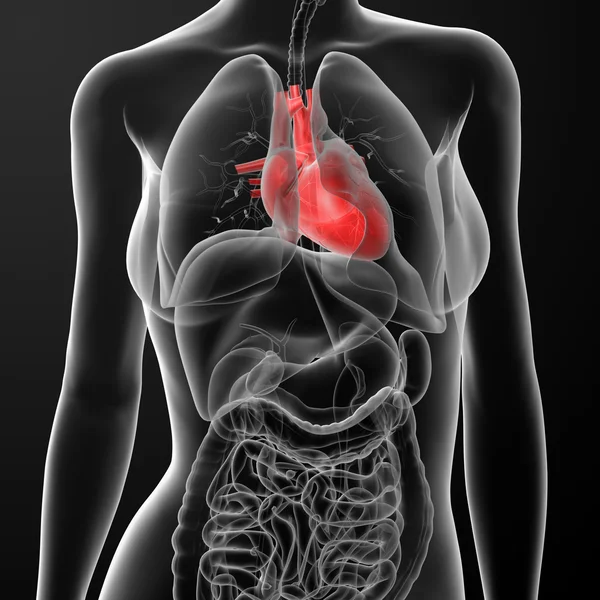 3D vykreslení ženské anatomie - srdce — Stock fotografie