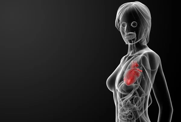 3d renderizar anatomia feminina - coração — Fotografia de Stock