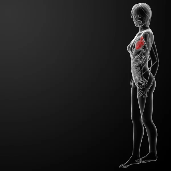 3d rendere anatomia femminile - cuore — Foto Stock