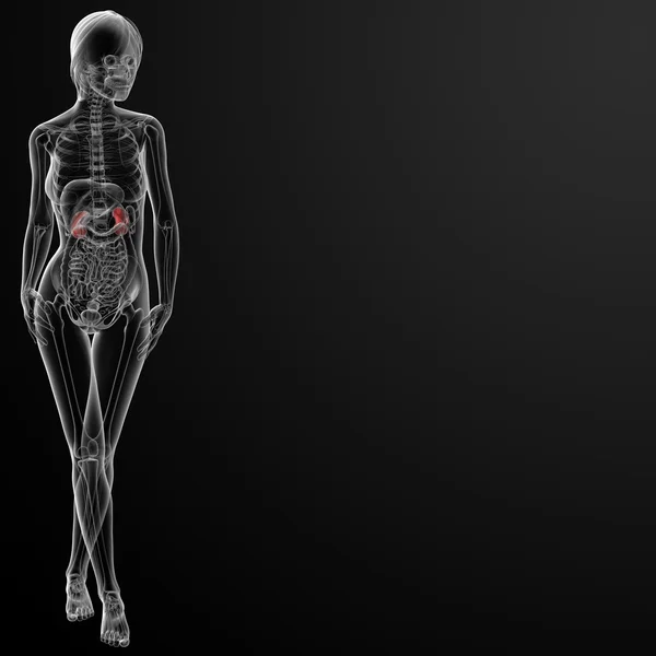 3D render kadın böbrek anatomisi x-ray — Stok fotoğraf