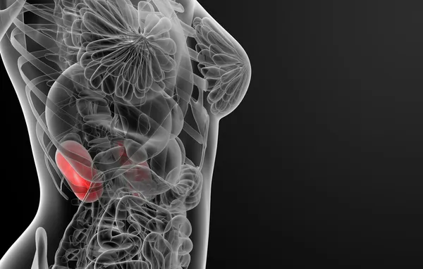 3d renderizar la anatomía renal femenina rayos X —  Fotos de Stock