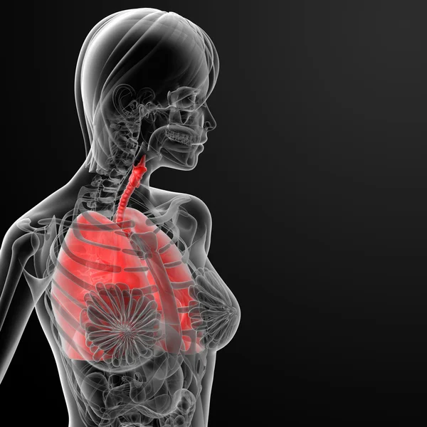 3d renderizar anatomía respiratoria femenina —  Fotos de Stock