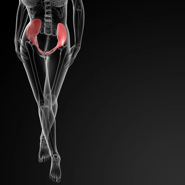 3d rendre l'os de la hanche féminine — Photo