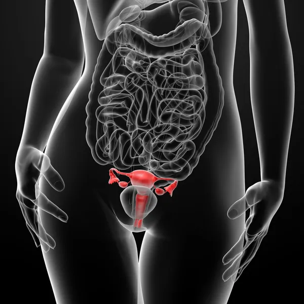 Female digestive system — Stock Photo, Image