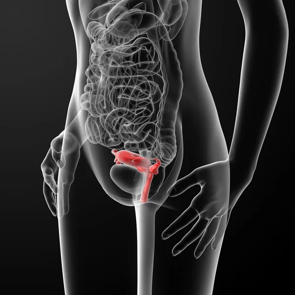 Reprodukční systém žen — Stock fotografie