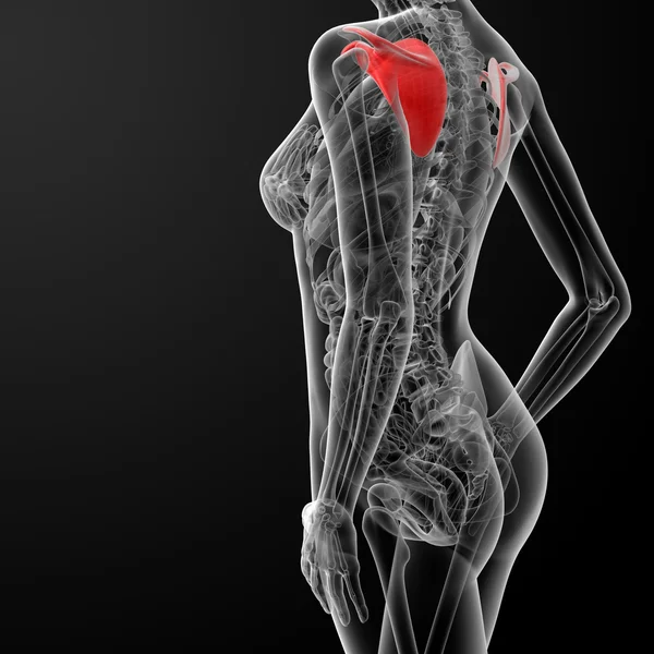 3d render female scapula bone — Stock Photo, Image