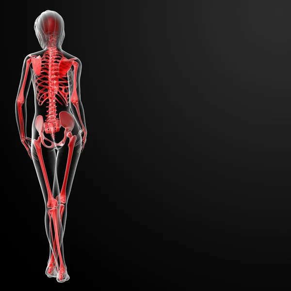 3D render av kvinnliga skelettet — Stockfoto