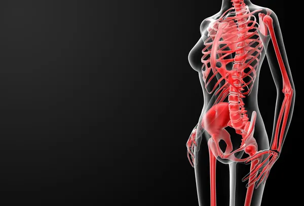 3D renderowania kobiet szkieletu — Zdjęcie stockowe