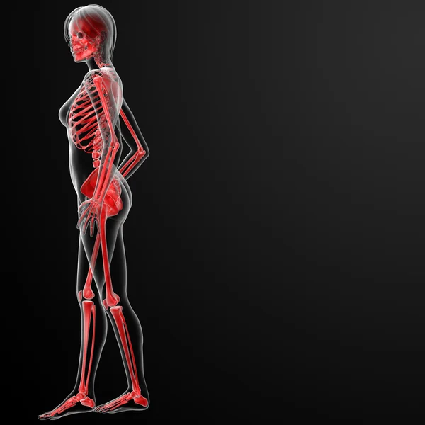 3D render av kvinnliga skelettet — Stockfoto