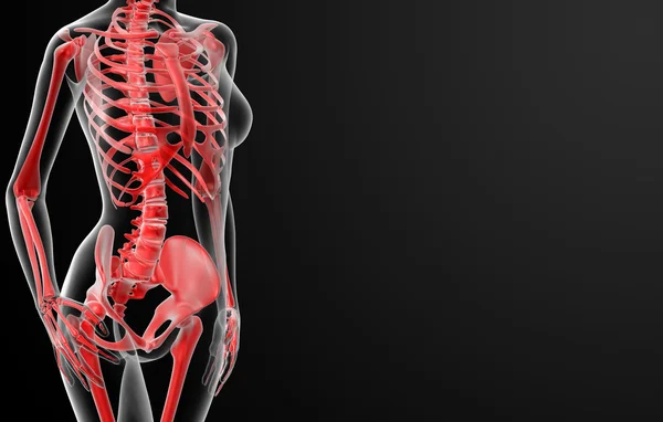 3D рендеринг женского скелета — стоковое фото