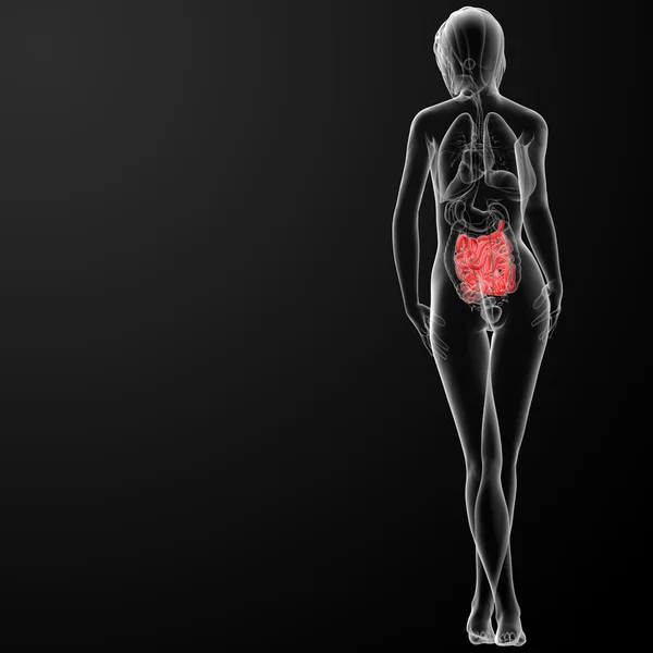 3D renderowania jelita cienkiego, kobieta — Zdjęcie stockowe