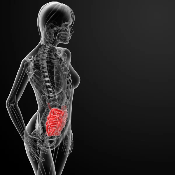 3d render of the female small intestine — Stock Photo, Image