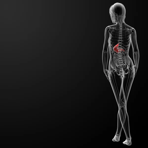 3d renderizado del estómago femenino — Foto de Stock