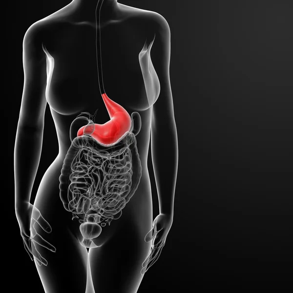 3D Darstellung des weiblichen Magens — Stockfoto