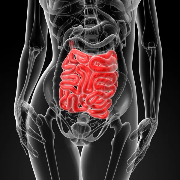3d renderizado del intestino delgado femenino — Foto de Stock