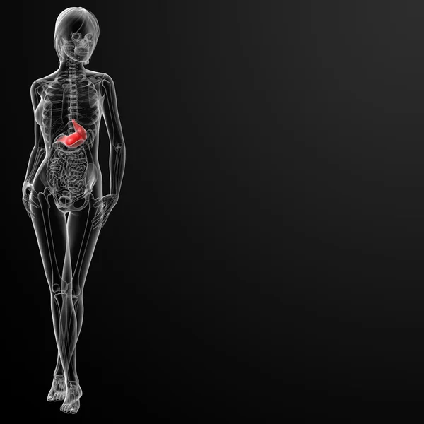 3D render av kvinnliga magen — Stockfoto