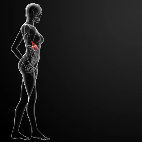 3d renderizado del estómago femenino —  Fotos de Stock