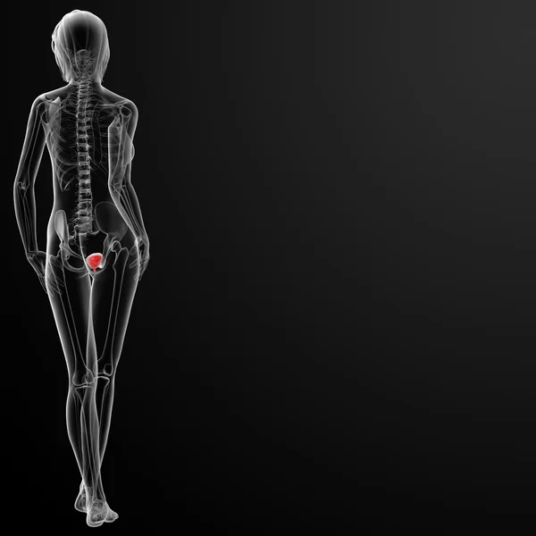 3d renderizar la anatomía de la vejiga femenina rayos X — Foto de Stock