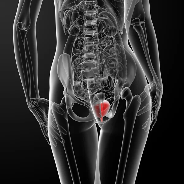 3d 渲染女性膀胱解剖 x 射线 — 图库照片