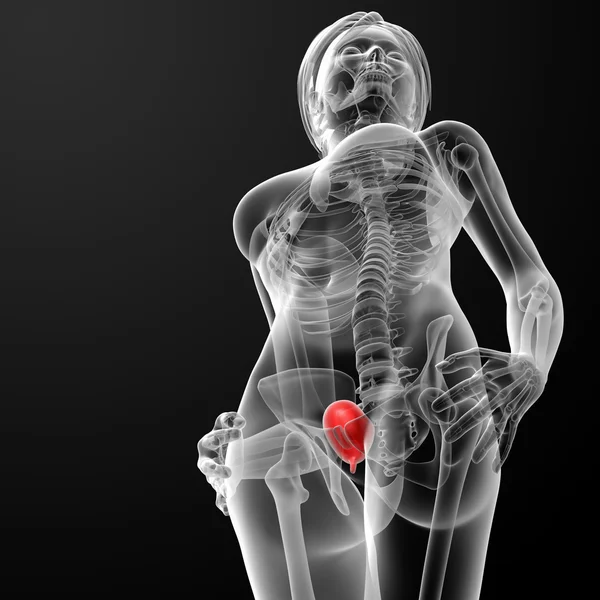 3D ανατομία γυναικεία ουροδόχο κύστη καθιστούν ακτίνων χ — Φωτογραφία Αρχείου