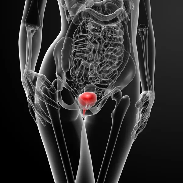 3D renderowania kobiet pęcherza anatomii rentgenowskiej — Zdjęcie stockowe