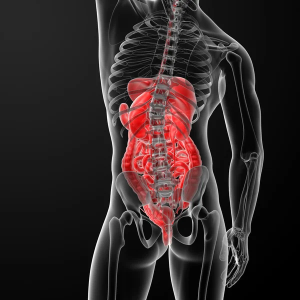 3d ilustração renderizada do sistema digestivo — Fotografia de Stock