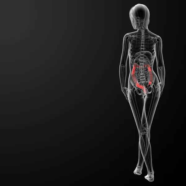 Female anatomy - large intestine — Stock Image Female anatomy - large intestine Stock Image