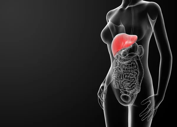 3D-gerenderde afbeelding van de vrouwelijke lever — Stockfoto