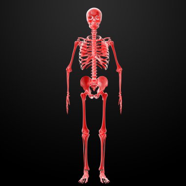 3D render iskelet röntgen