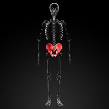 3D render pelvis röntgenleri altında