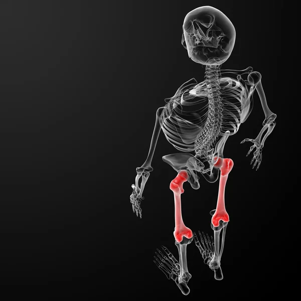 股骨颈骨 — 图库照片