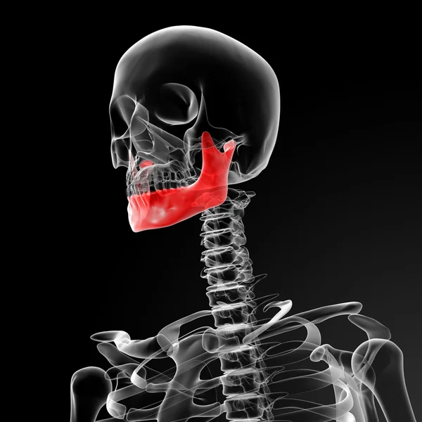 Osso do maxilar — Fotografia de Stock