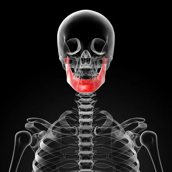 Kości szczęki — Zdjęcie stockowe
