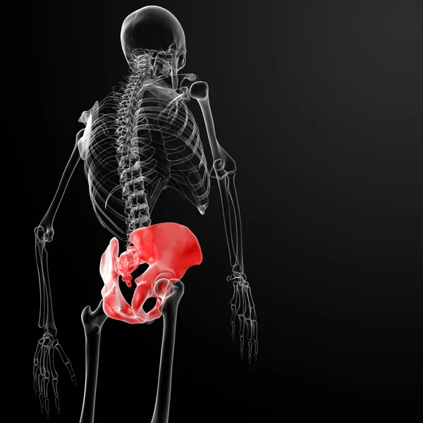 3D рендеринговий таз під рентгенівськими променями — стокове фото