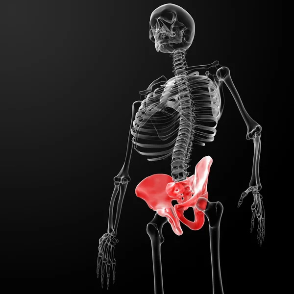 3d renderizar la pelvis bajo los rayos X —  Fotos de Stock