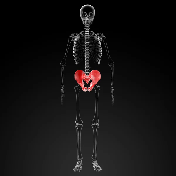 3d renderizar la pelvis bajo los rayos X — Foto de Stock