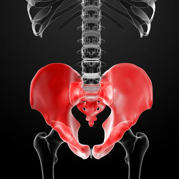 3d renderizar la pelvis bajo los rayos X —  Fotos de Stock