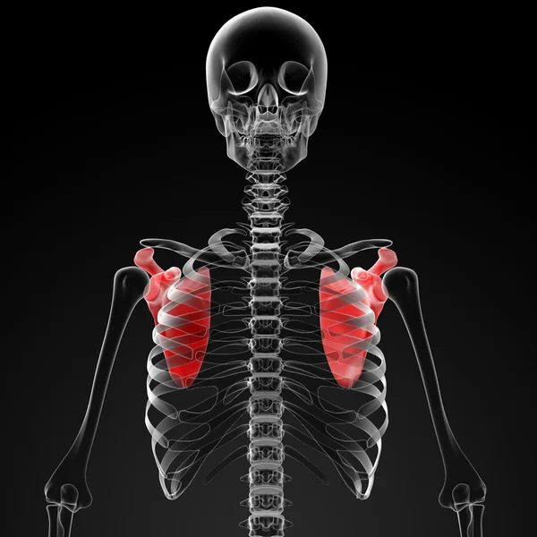 3d rendre l'illustration médicale de l'omoplate — Photo