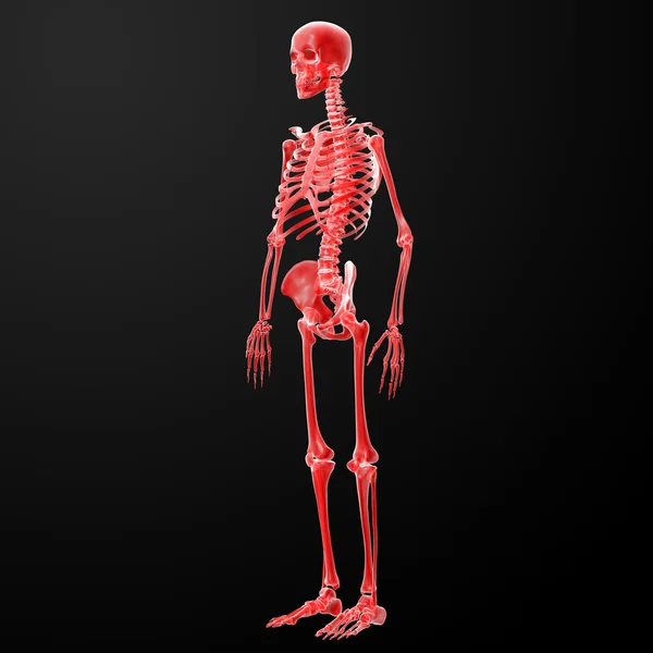 3D gerenderte Darstellung des Skeletts — Stockfoto