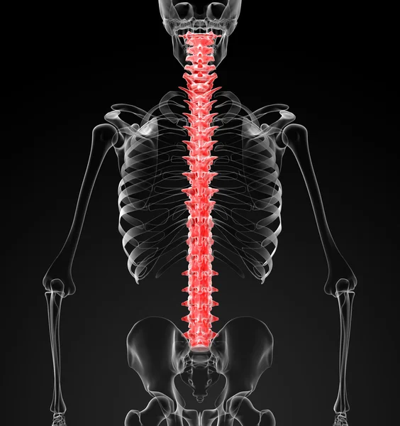 Columna vertebral humana — Foto de Stock