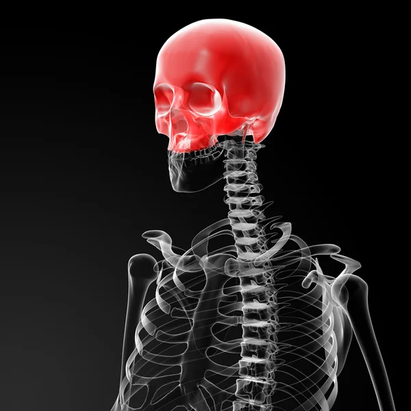 Calavera humana. Mitad superior . — Foto de Stock