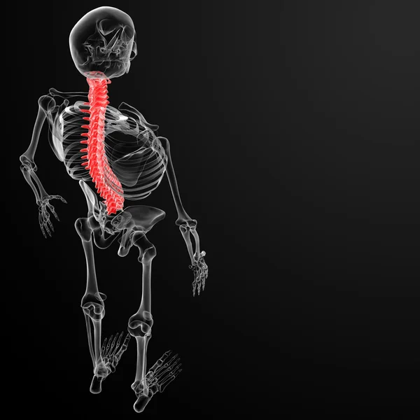 Columna vertebral humana — Foto de Stock