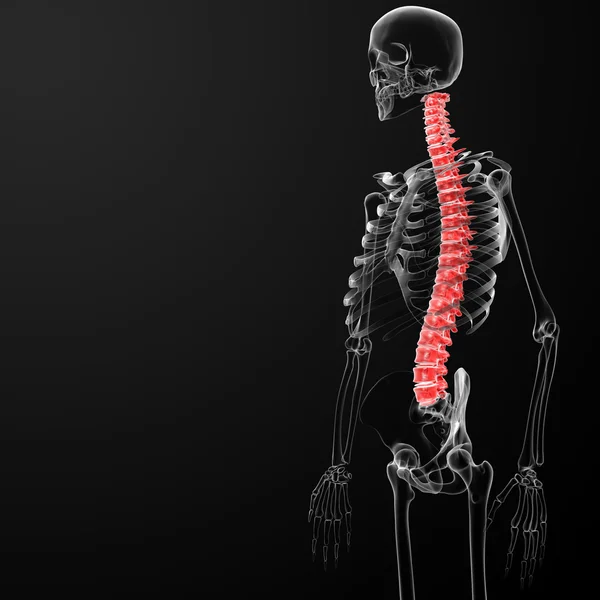 Human spine — Stock Photo, Image