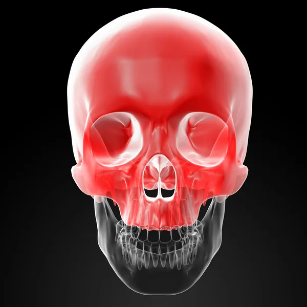 人間の頭蓋骨。上半分. — ストック写真