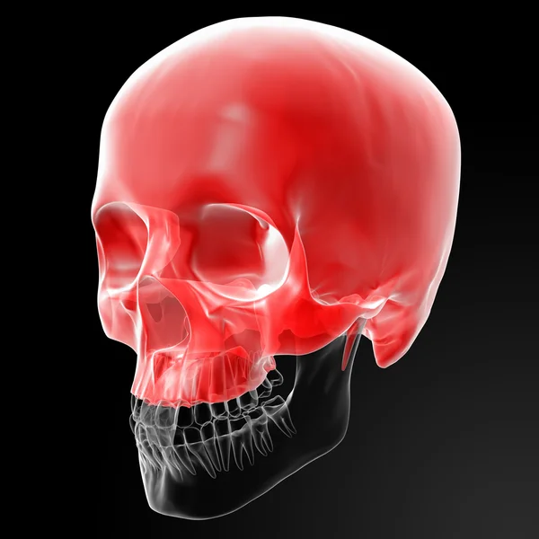 Human Skull. Upper half. — Stock Photo, Image