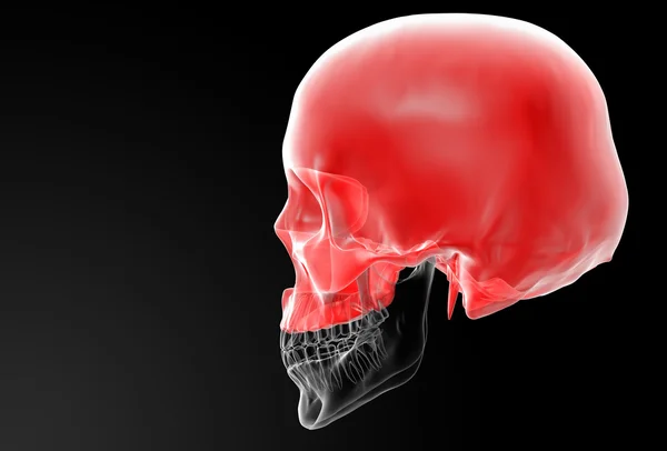 Human Skull. Upper half. — Stock Photo, Image