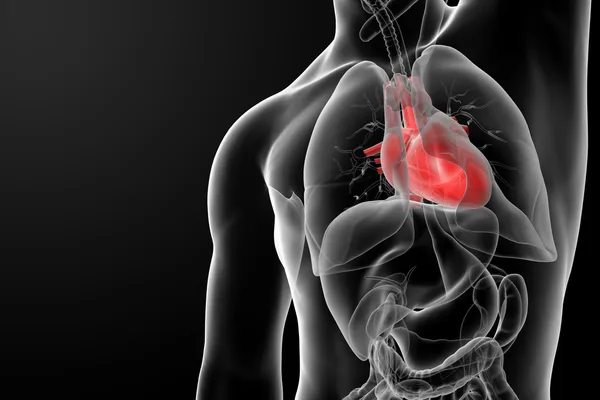 人类的心脏 — 图库照片