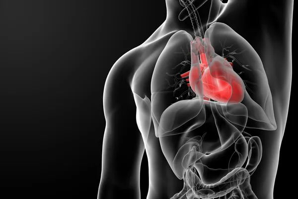 Human heart — Stock Photo, Image