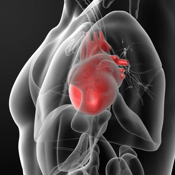 Human heart — Stock Photo, Image