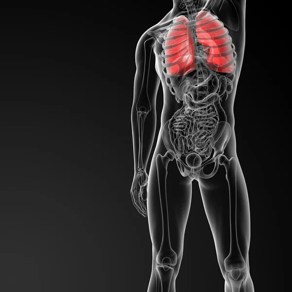 Lung — Stock Photo, Image